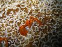 Araignée orang-outan - Achaeus japonicus